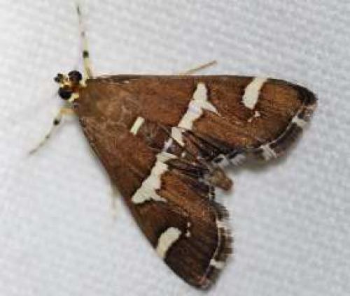 Réf. 111 491 : Spoladea recurvalis