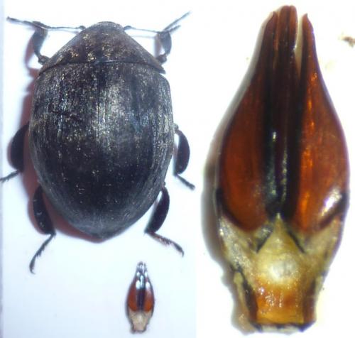 Byrrhus glabratus