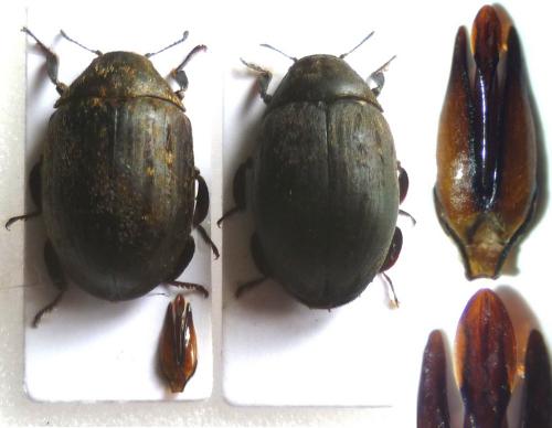 Byrrhus pilula