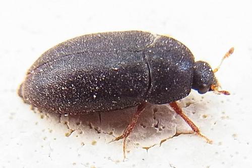 Réf. 111 892 : Attagenus sp.