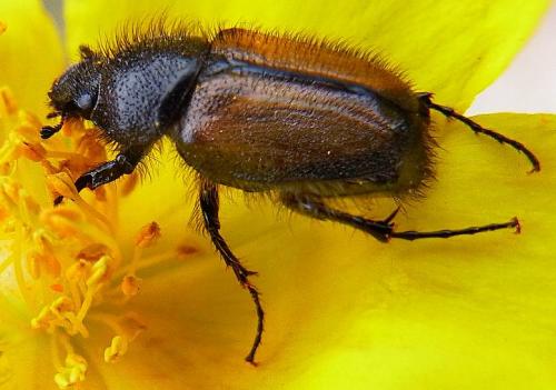Réf. 111 029 : Chasmatopterus villosulus