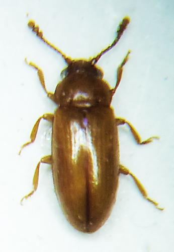 Loberus sp.