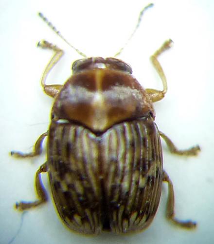 Scaphodius striaticollis