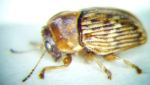 Scaphodius striaticollis