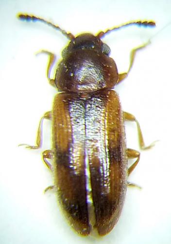 Loberus sp.