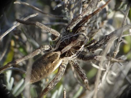 Hogna radiata