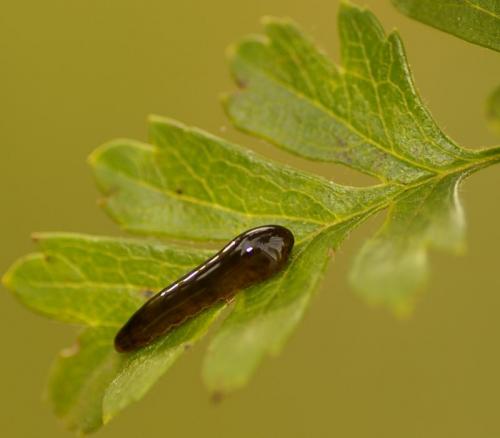 Caliroa cerasi