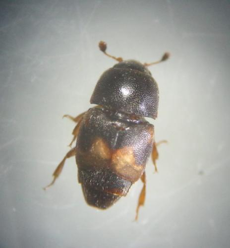 Carpophilus hemipterus
