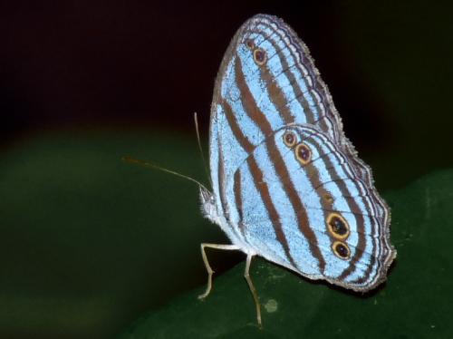 Cepheuptychia cephus