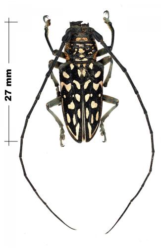 Stellognatha maculata