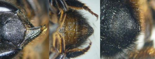 Réf. 111 025 : Megachile parietina