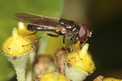 Réf. 111 638 : Cheilosia pagana
