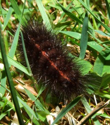 Spilosoma lubricipeda