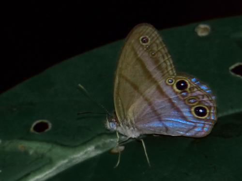 Chloreuptychia arnaca