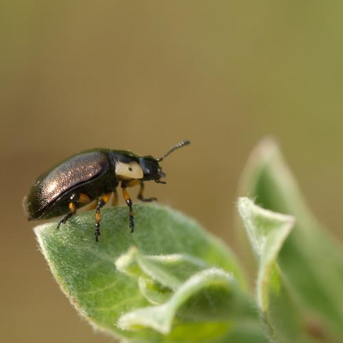Chrysomela collaris