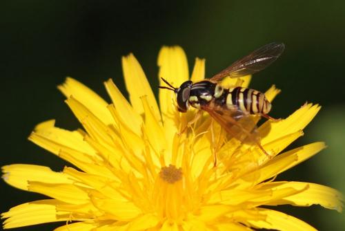 Réf. 111 453 : Chrysotoxum verralli
