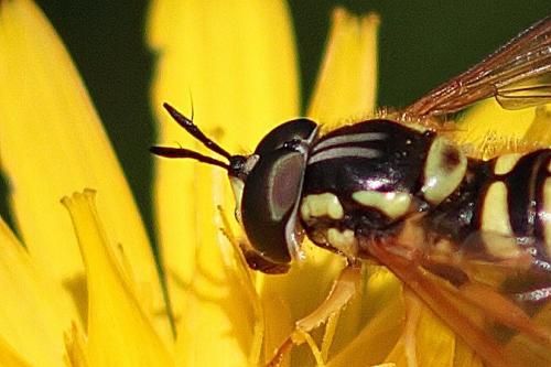 Réf. 111 454 : Chrysotoxum verralli