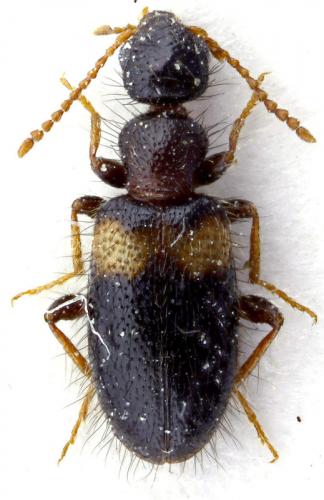 Hirticollis hispidus