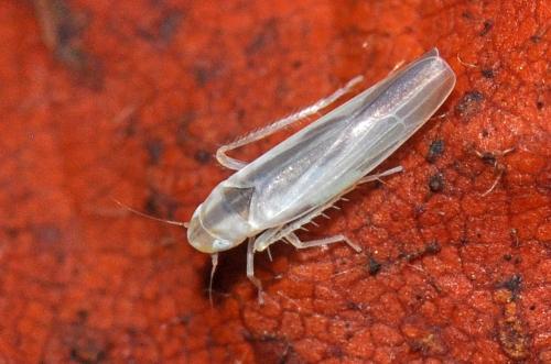 Zygina angusta