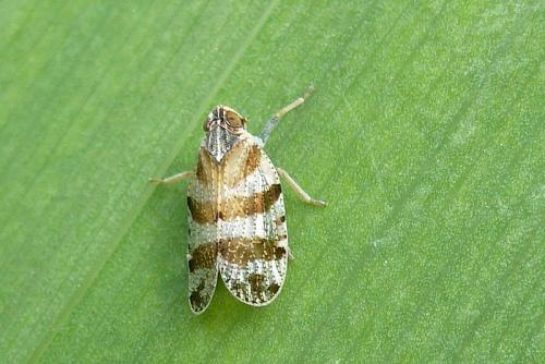 Réf. 111 594 : Tachycixius venustulus