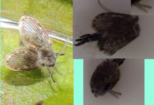 Clogmia albipunctata