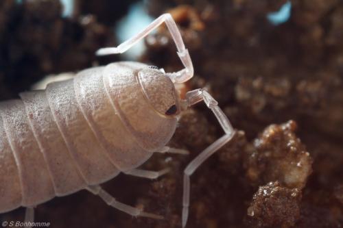 Réf. 111 965 : Porcellionides pruinosus