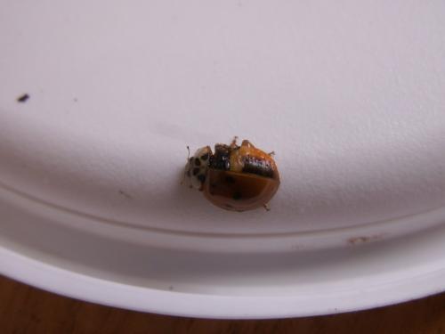 Harmonia axyridis