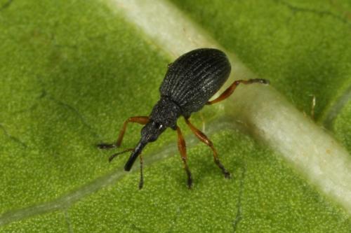 Réf. 111 146 : Protapion fulvipes