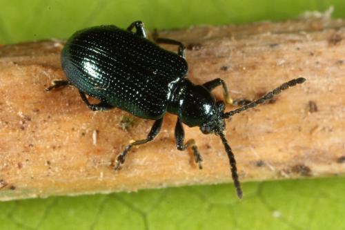 Réf. 111 145 : Oulema gallaeciana