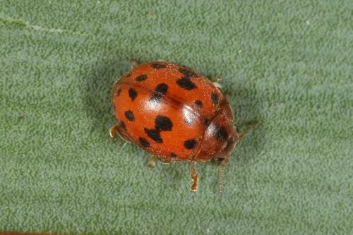 Réf. 111 868 : Subcoccinella vigintiquatuorpunctata