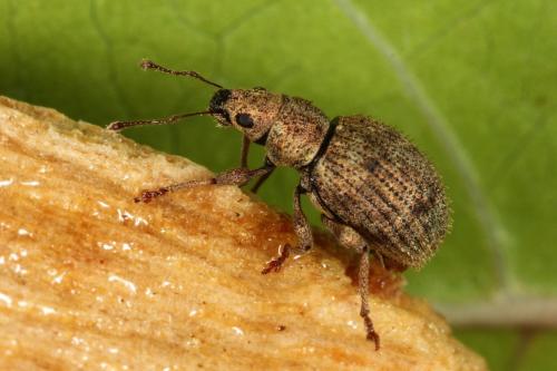 Réf. 111 756 : Sciaphilus asperatus