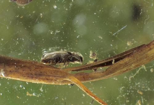 Dryops sp.