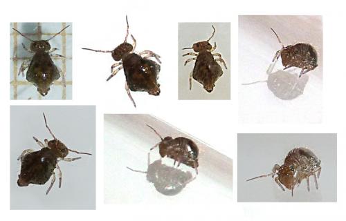Allacma fusca