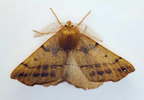 Réf. 111 746 : Colotois pennaria