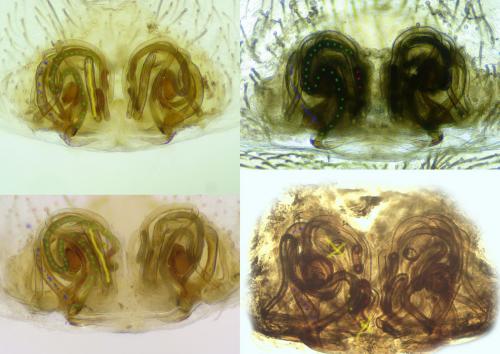Hyptiotes flavidus