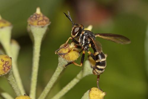 Leopoldius calceatus