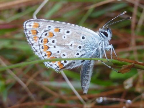 Aricia agestis