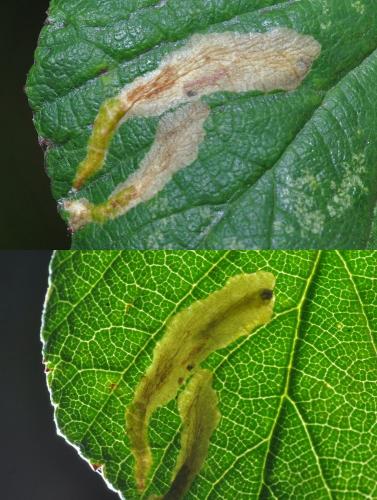 Coptotriche sp.
