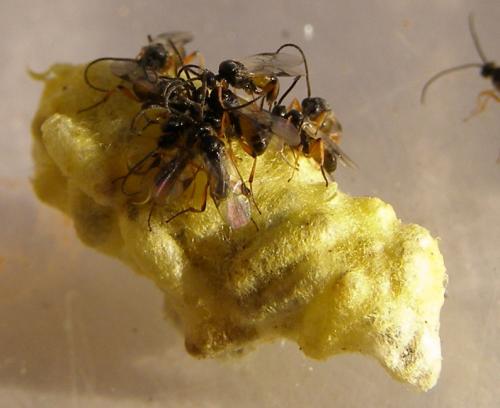 Réf. 111 356 : Cotesia glomerata