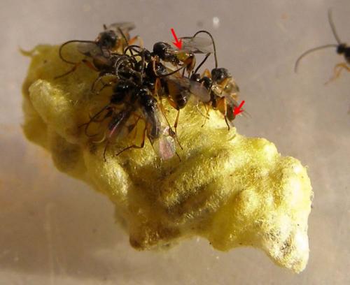 Cotesia glomerata
