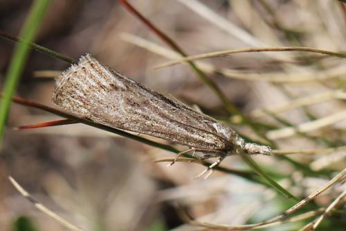 Pediasia pedriolellus