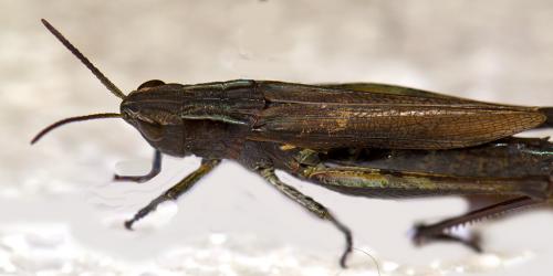 Chorthippus dorsatus dorsatus
