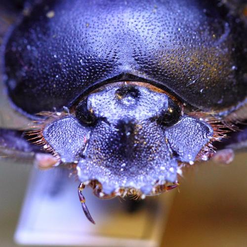 Scarabaeus cristatus