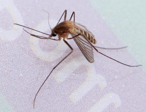 Réf. 111 267 : Culex pipiens