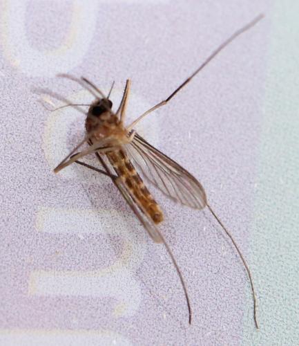 Réf. 111 268 : Culex pipiens