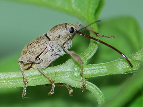 Réf. 111 424 : Curculio elephas