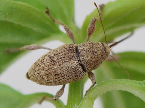 Curculio elephas