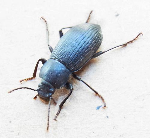 Réf. 111 760 : Helops sp.