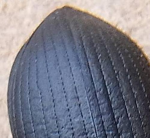 Réf. 111 781 : Helops sp.