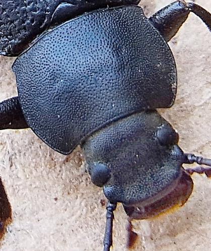 Réf. 111 782 : Helops sp.
